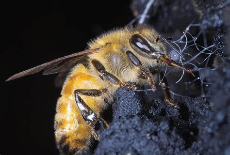 Is Honey Bee Vomit? | How Do Bees Make Honey & What Is The Honey Stomach?