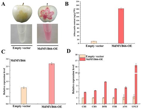 MdMYB66 Is Associated with Anthocyanin Biosynthesis via the Activation ...