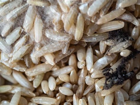 Does Bagged Brown Rice Go Bad at Mary Sims blog