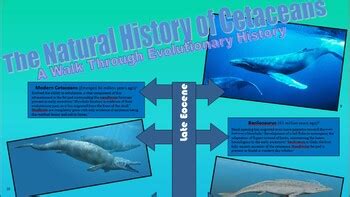 Image result for Evolution Animation