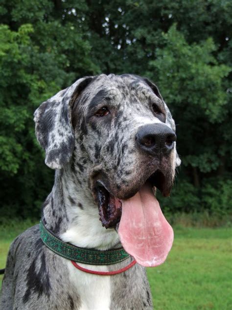 Great Dane Colors - Hello Danes
