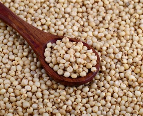 Amazing Health Benefits Of Jowar Or Sorghum In Hindi | amazing health ...