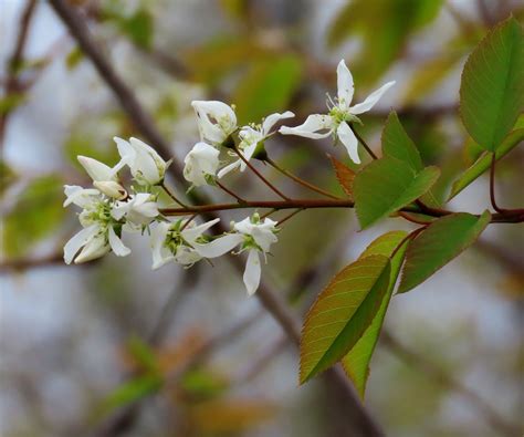How to Grow Serviceberry in Pots for Year-Round Beauty | Homes and Gardens