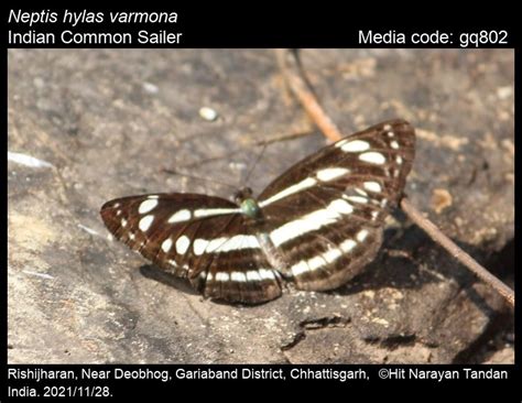 Neptis hylas | Butterfly