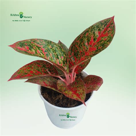 Philodendron Congo Plant