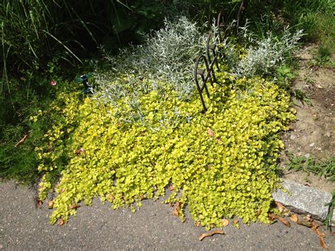 Creeping Jenny- Can I Kill The Oxalis In It? | Walter Reeves: The Georgia Gardener