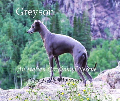 Greyson An Italian Greyhound Rescue by William Pelander | Blurb Books
