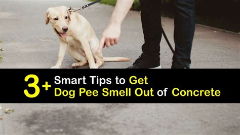 Dog Urine Odors - Tricks to Get Rid of Dog Pee in Concrete