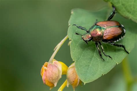 Guide to Controlling Japanese Beetles - MyGardenLife