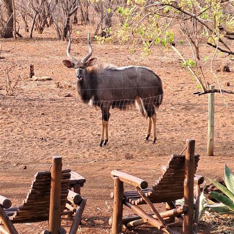 CALL OF THE WILD LODGE (Hoedspruit) - Specialty B&B Reviews, Photos ...