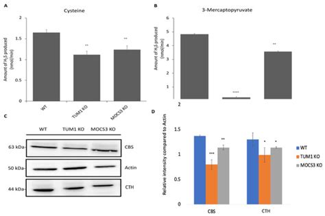 The Human Mercaptopyruvate Sulfurtransferase TUM1 Is Involved in Moco ...