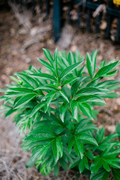 How long do Peonies Bloom and can you store them? YES! | bluegraygal