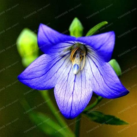 80 Pcsblue Balloon Flower Seeds platycodon Grandiflorus Perennial Seeds ...
