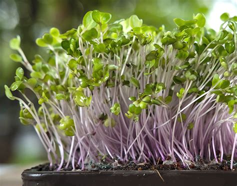 Power Packed Microgreens | FITPASS