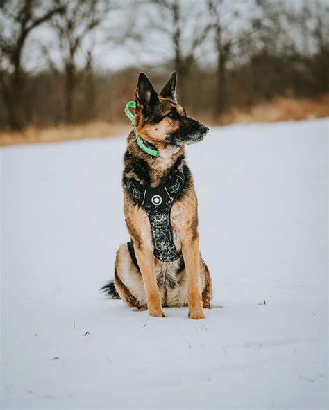 E-Collar Review of Dogtra 1900S Boost and Lock — Jakoba German Shepherds