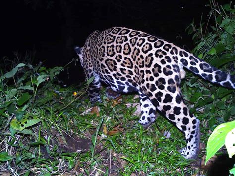 Highway Crossings Endanger Costa Rica’s Jaguars and Wildlife