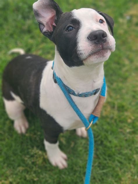 Stanley - Medium Male American Staffy Mix Dog in VIC - PetRescue
