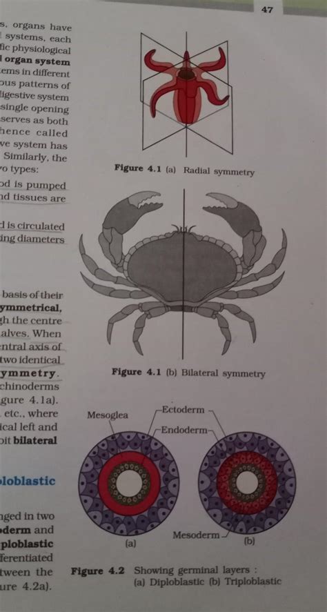 what is the basic body plans of animals? (class 11th) - Brainly.in