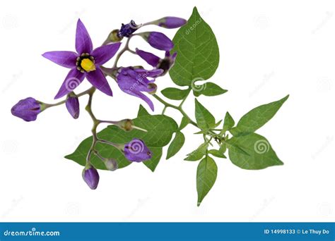 Nightshade Solanum Dulcamara Stock Image - Image of wildflower, flower: 14998133