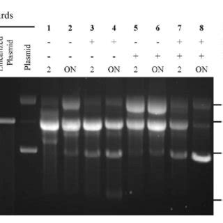 Image result for DNA Polymerization