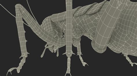 3D Giant Weta Rigged for Maya | 3D Molier International