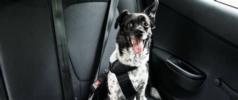 Do Dogs Need A Seatbelt Uk