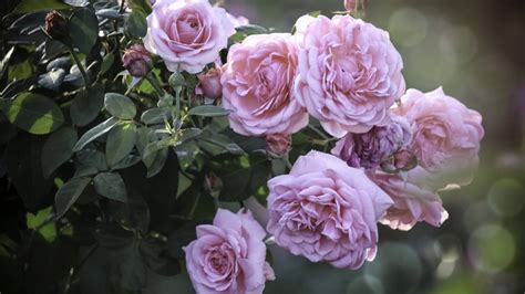 Rosales en otoño: cómo combatir el oídio y otras enfermedades que se ...