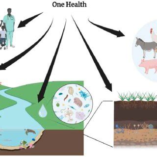 Image result for One Health CDC