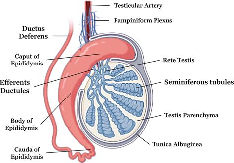 Image result for Testes Structure Class 12