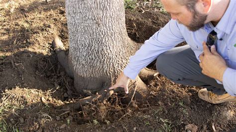 Finding Tree Root Flare 的图像结果