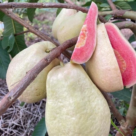 Thai Pear Guava Live Plant (Psidium guajava) – veliyathgardens