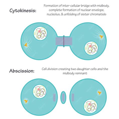 Premium Vector | Cytokinesis vector illustration phase of mitosis