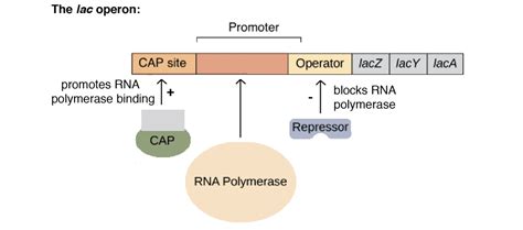 Image result for Lac Operon Table