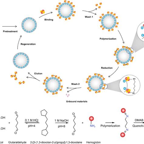 Effects of different polymerization methods on hemoglobin... | Download Scientific Diagram