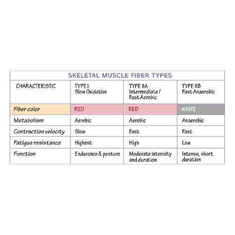 Image result for Skeletal Muscle Fiber Types