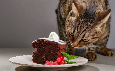 What To Know about Chocolate Poisoning in Cats and How to Protect Them ...