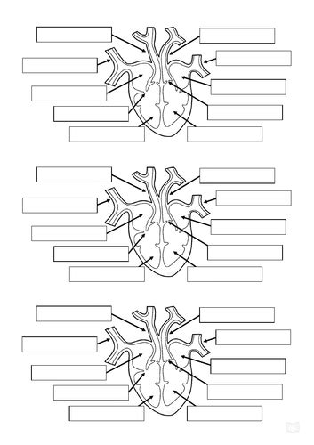 Heart Function GCSE 的图像结果