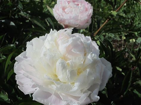 Hoa plume trắng tinh khôi