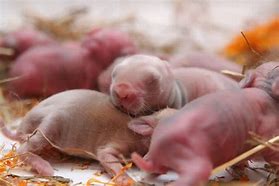 Image result for Newborn Baby Bunny