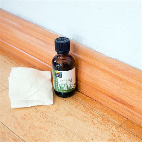 Keep Ants Away Naturally With Tea-Tree Oil: This time of year always ...