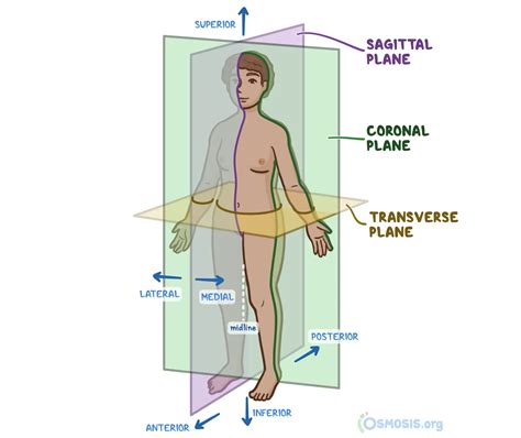 Anatomical Planes Anatomical Terminology And Body Planes | Honors