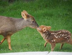 Image result for Temperate Forest Animals List
