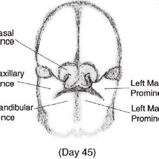 Image result for Embryo Face Formation