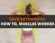 Back Extension Muscles Worked 的图像结果