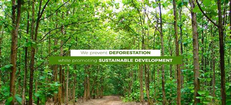 Deforestation - Home