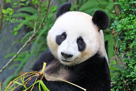 Group: The giant panda is no longer endangered - Earth.com