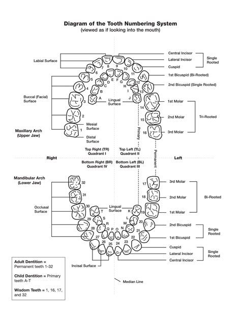 Free Printable Tooth Chart Templates – [Dental Chart] Teeth Numbers PDF