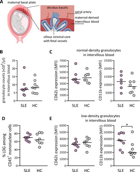 Activated low-density granulocytes in peripheral and intervillous blood ...