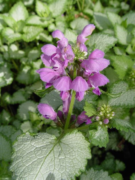 Amazon.com : Perennial Farm Marketplace Lamium m. 'Purple Dragon' (Dead ...
