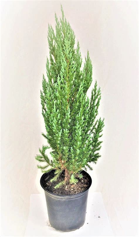Blue Point Upright Juniper at Winfred Gold blog